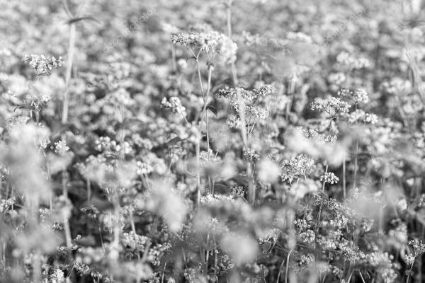 Nurbio - Blumenbrot - Le Pain des Fleurs